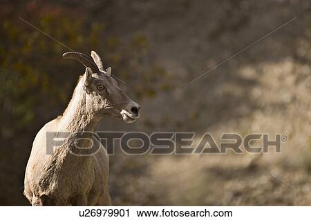 Stock Image - Wildlife. Fotosearch