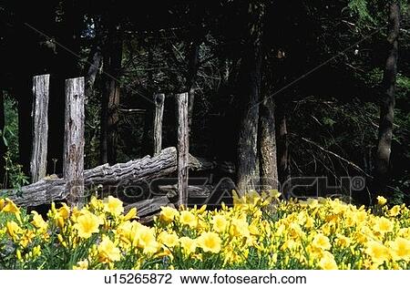Yellow flowers against a worn wooden fence View Large Photo Image Stock Image - Yellow flowers against a worn wooden fence. Fotosearch