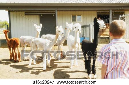 Stock Photo - Young boy in llama pen. Fotosearch