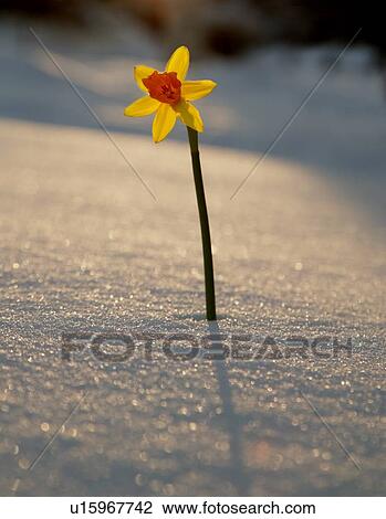 A single Daffodil View Large Photo Image Stock Image - A single Daffodil. Fotosearch