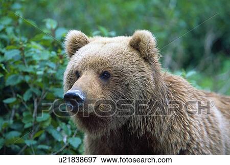 Stock Photo - Alaskan brown bear. Fotosearch