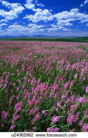 Alfalfa field blooming in summer, Rocky mountain front in distance View Large Photo Image Stock Image - Alfalfa field blooming in summer, Rocky mountain front in distance. Fotosearch
