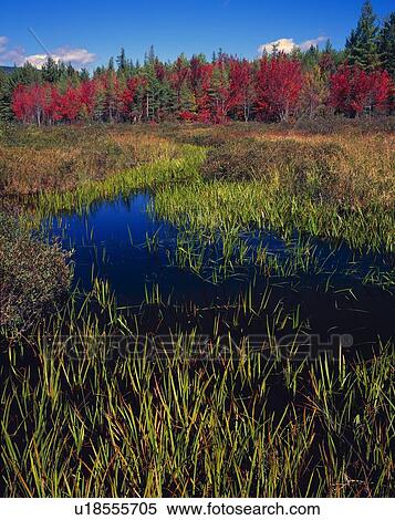 Autumn maple trees in bog, Baxter State Park. View Large Photo Image Stock Photography - Autumn maple trees in bog, Baxter State Park.. Fotosearch