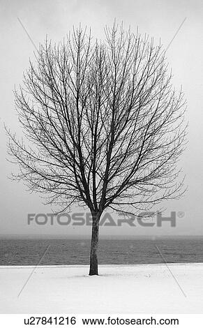 Bare tree all alone View Large Photo Image Stock Photograph - Bare tree all alone. Fotosearch
