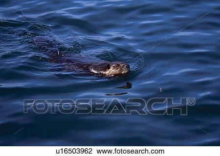 Beaver swimming in water View Large Photo Image Stock Image - Beaver swimming in water. Fotosearch