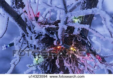 Bird Nest with Christmas Lights View Large Photo Image Picture - Bird Nest with Christmas Lights. Fotosearch