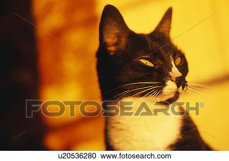 Stock Image - Black and white cat portrait. Fotosearch