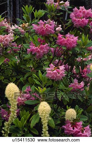 Blooming beargrass, rhododendron flowers View Large Photo Image Stock Image - Blooming beargrass, rhododendron flowers. Fotosearch