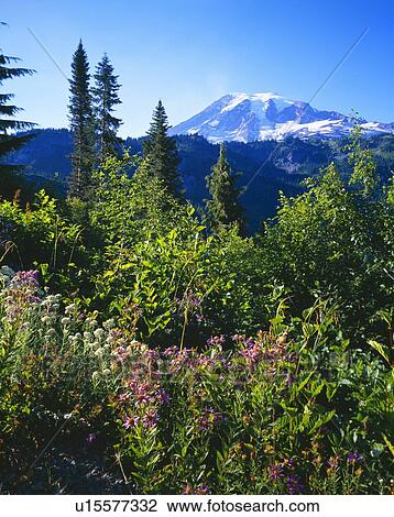 Blooming summer flowers and distant peak, Mount Rainier National Park View Large Photo Image Stock Image - Blooming summer flowers and distant peak, Mount Rainier National Park. Fotosearch