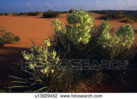 Blooming torrey yucca in desert View Large Photo Image Stock Image - Blooming torrey yucca in desert. Fotosearch