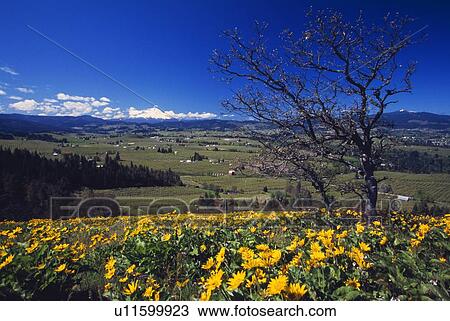 Stock Image - Blooming yellow flowers, leafless tree, distant green meadow, Hood River Valley, distant Mount Hood.. Fotosearch
