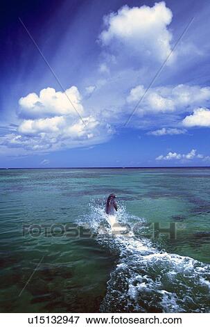 Stock Photo - Bottlenose dolphin, Caribbean Sea. Fotosearch