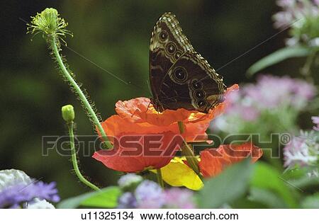 Butterfly View Large Photo Image Picture - Butterfly. Fotosearch