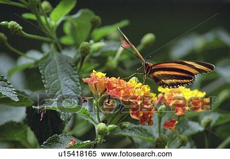 Butterfly View Large Photo Image Stock Photography - Butterfly. Fotosearch