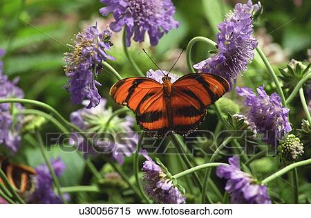 Butterfly View Large Photo Image Stock Photography - Butterfly. Fotosearch