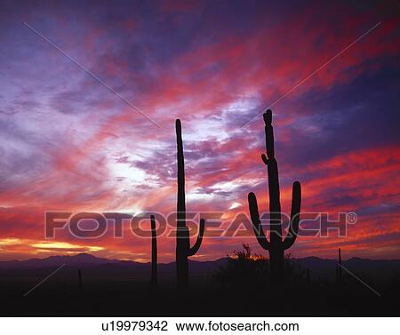 Cacti silhouetted in the sunset sky View Large Photo Image Stock Image - Cacti silhouetted in the sunset sky. Fotosearch