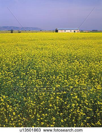 Stock Image - Canola field and old farm building in La Mancha. Fotosearch