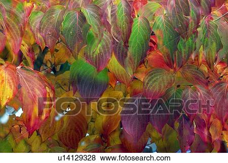 Stock Photo - Close-up of dogwood leaves in autumn. Fotosearch