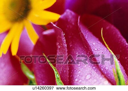 Stock Photo - Close-up of rose bud and blooming yellow flower. Fotosearch