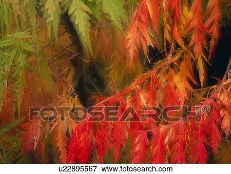 Close-up of sumac leaves in autumn View Large Photo Image Stock Photo - Close-up of sumac leaves in autumn. Fotosearch