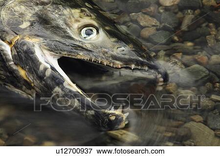 Closeup of a fish head View Large Photo Image Stock Photo - Closeup of a fish head. Fotosearch