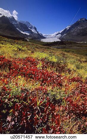 Columbia Icefields, Banff National Park View Large Photo Image Stock Photo - Columbia Icefields, Banff National Park. Fotosearch