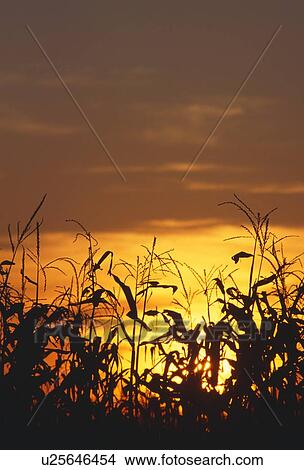 Picture - Corn silhouette, sunset. Fotosearch