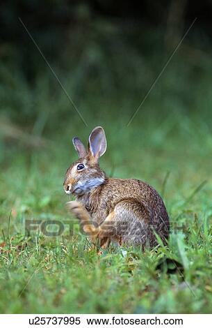 Cottontail rabbit in grass, scratching. View Large Photo Image Stock Photography - Cottontail rabbit in grass, scratching.. Fotosearch