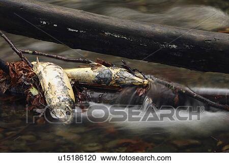 Dead fish in a stream View Large Photo Image Stock Image - Dead fish in a stream. Fotosearch