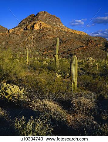 Desert landscape, Organ Pipe Cactus National Monument View Large Photo Image Stock Image - Desert landscape, Organ Pipe Cactus National Monument. Fotosearch