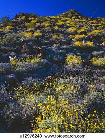 Desert landscape with blooming brittlebush, Joshua Tree National Park View Large Photo Image Stock Image - Desert landscape with blooming brittlebush, Joshua Tree National Park. Fotosearch