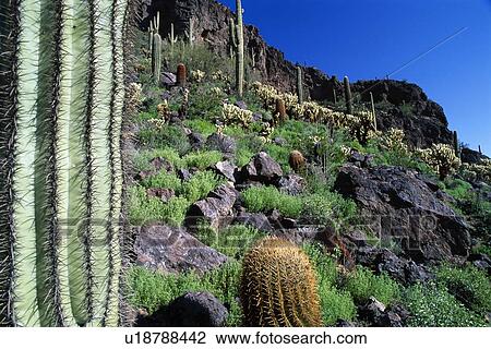 Stock Image - Desert landscape with saguaro, barrel, and teddy bear Cholla cacti, Picacho Peak State Park. Fotosearch