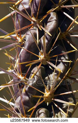 Detail of Cholla cactus View Large Photo Image Stock Photo - Detail of Cholla cactus. Fotosearch