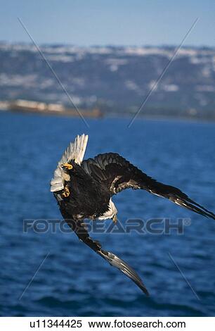 Diving bald eagle View Large Photo Image Stock Photography - Diving bald eagle. Fotosearch
