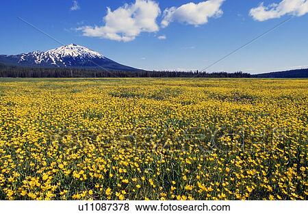 Field of blooming buttercup flowers, distant mountain, Deschutes National Forest View Large Photo Image Stock Photo - Field of blooming buttercup flowers, distant mountain, Deschutes National Forest. Fotosearch