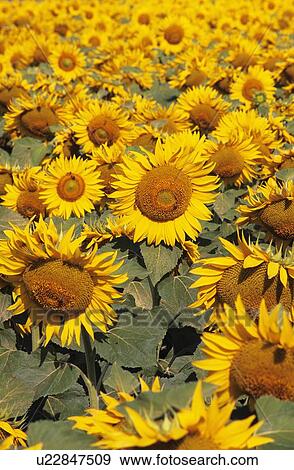 Field of sunflowers View Large Photo Image Stock Photo - Field of sunflowers. Fotosearch
