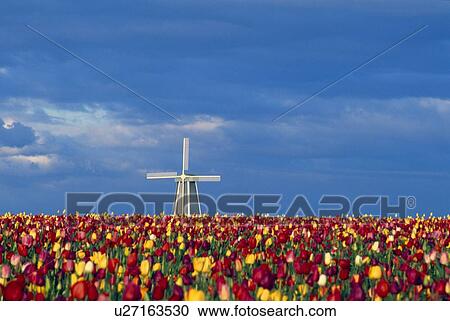 Stock Image - Field of tulips with windmill. Fotosearch
