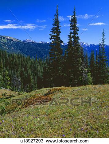 Fir trees and mountain landscape, Olympic National Park View Large Photo Image Stock Image - Fir trees and mountain landscape, Olympic National Park. Fotosearch