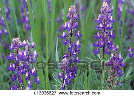Stock Photo - Flowering purple lupine blossoms. Fotosearch