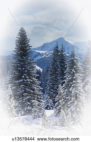 Forest in the winter View Large Photo Image Picture - Forest in the winter. Fotosearch