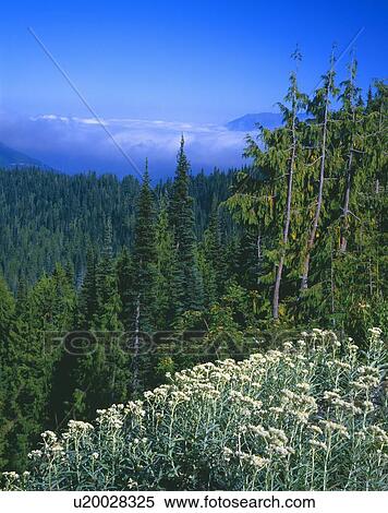 Stock Photography - Forest scene with distant fog bank, Olympic National Park.. Fotosearch