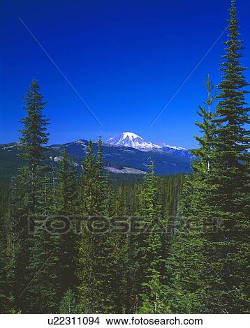 Forest scene with mountain peak, Mount Rainier National Park View Large Photo Image Picture - Forest scene with mountain peak, Mount Rainier National Park. Fotosearch