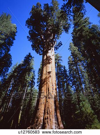 Giant sequoia trees, Sequoia National Park View Large Photo Image Stock Image - Giant sequoia trees, Sequoia National Park. Fotosearch