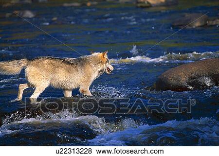 Gray wolf, crossing river View Large Photo Image Stock Photo - Gray wolf, crossing river. Fotosearch