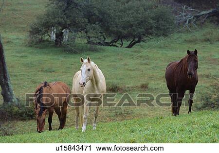 Horses in a field View Large Photo Image Stock Image - Horses in a field. Fotosearch