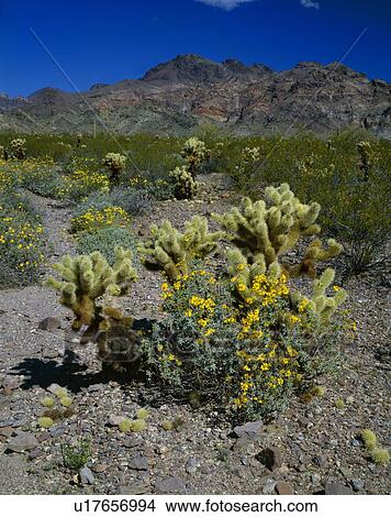 Kofa National Wildlife Preserve View Large Photo Image Picture - Kofa National Wildlife Preserve. Fotosearch