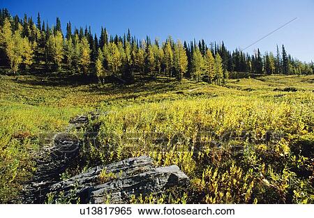 Larch trees in fall, Floe Lake, Kootenay National Park View Large Photo Image Stock Photography - Larch trees in fall, Floe Lake, Kootenay National Park. Fotosearch
