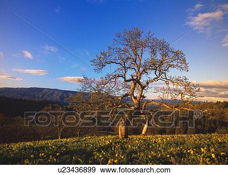 Leafless oak tree in mountain meadow, fallen autumn leaves, Columbia River Gorge. View Large Photo Image Stock Photo - Leafless oak tree in mountain meadow, fallen autumn leaves, Columbia River Gorge.. Fotosearch
