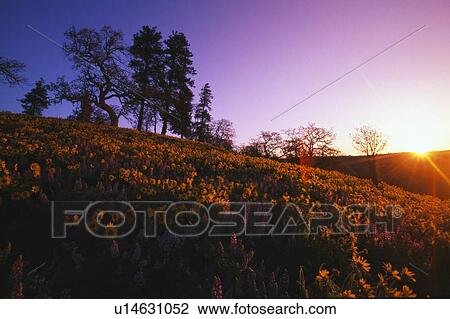 Stock Image - Low-angle view of hill at sunset with trees and blooming flowers.. Fotosearch