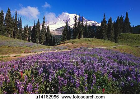 Stock Photograph - Lupine wildflowers blooming near Mount Rainier. Fotosearch
